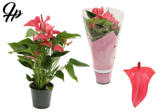Anthurium Romantico 40cm 12cm Pot