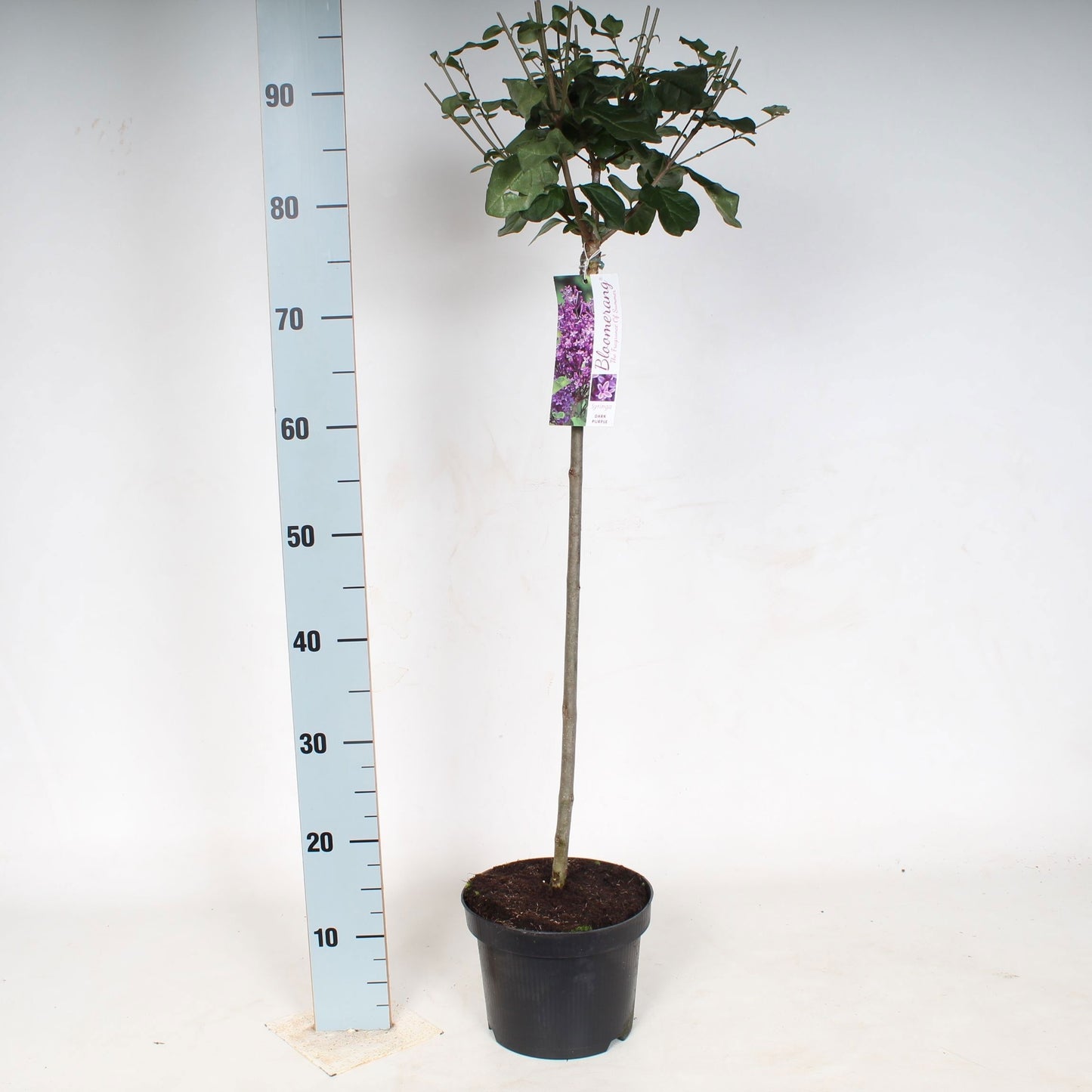 Syringa Hybrid 120cm 23cm Pot