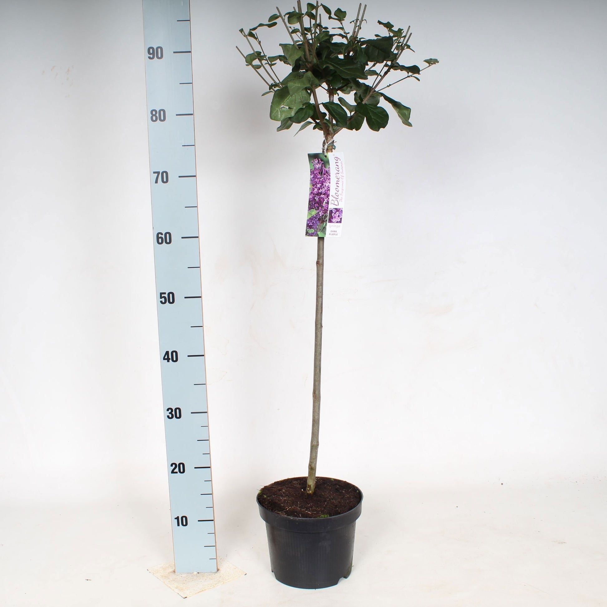 Syringa Hybrid 120cm 23cm Pot