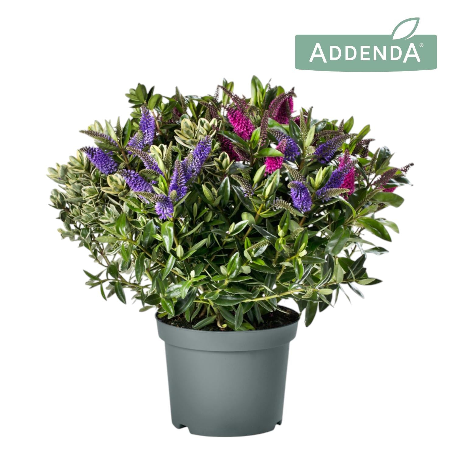 Hebe Addenda mix 40cm 19cm Pot