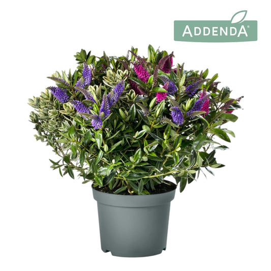 Hebe Addenda mix 40cm 19cm Pot