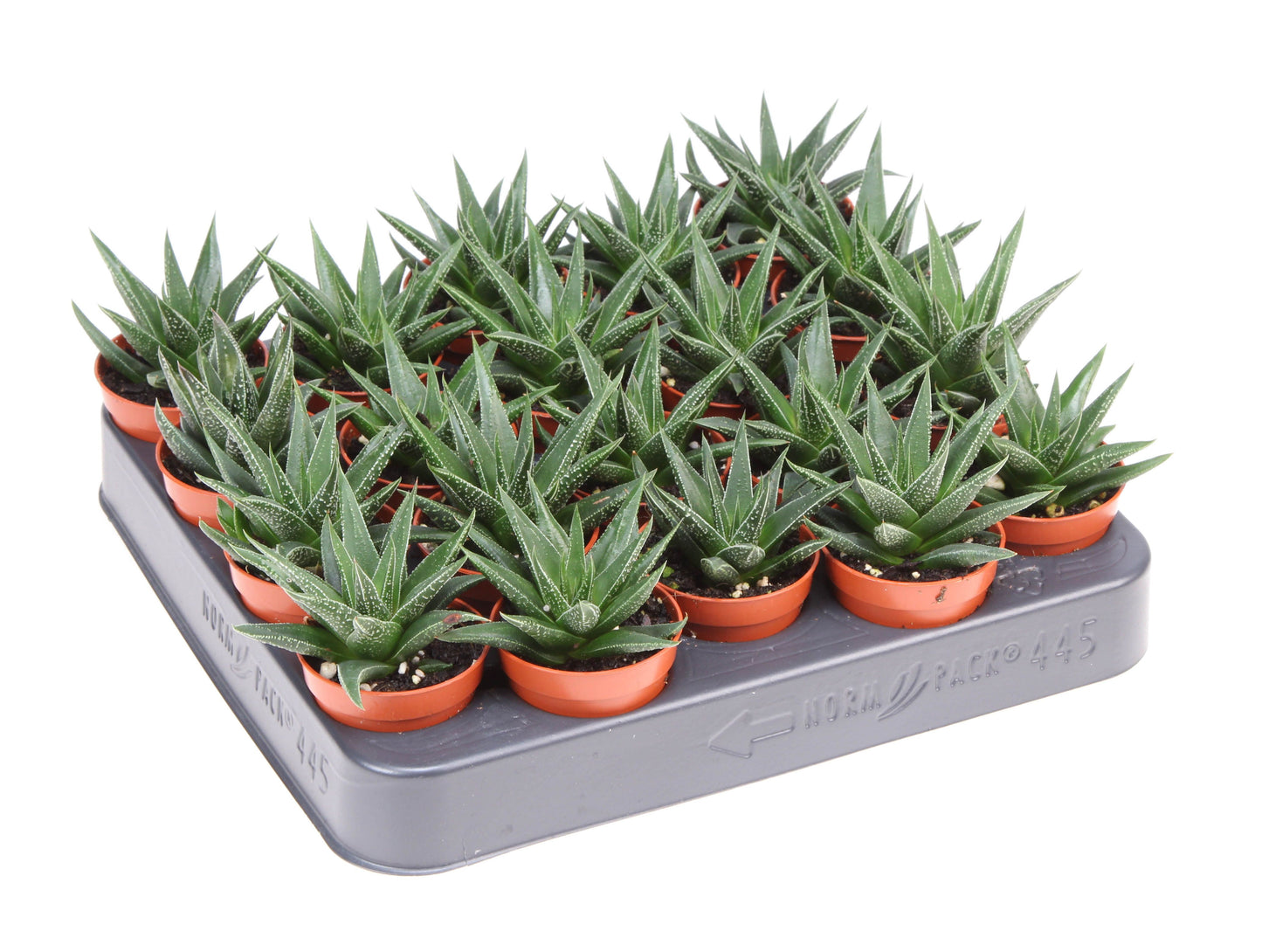 Haworthia fasciata 10cm 505cm Pot