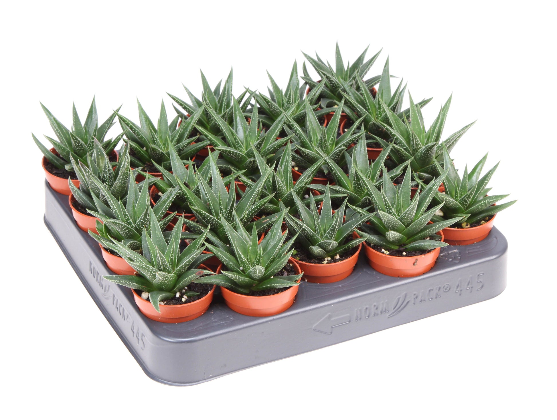 Haworthia fasciata 10cm 505cm Pot