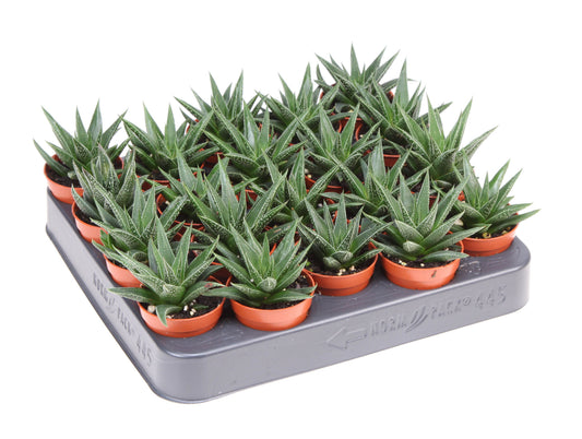 Haworthia fasciata 10cm 505cm Pot