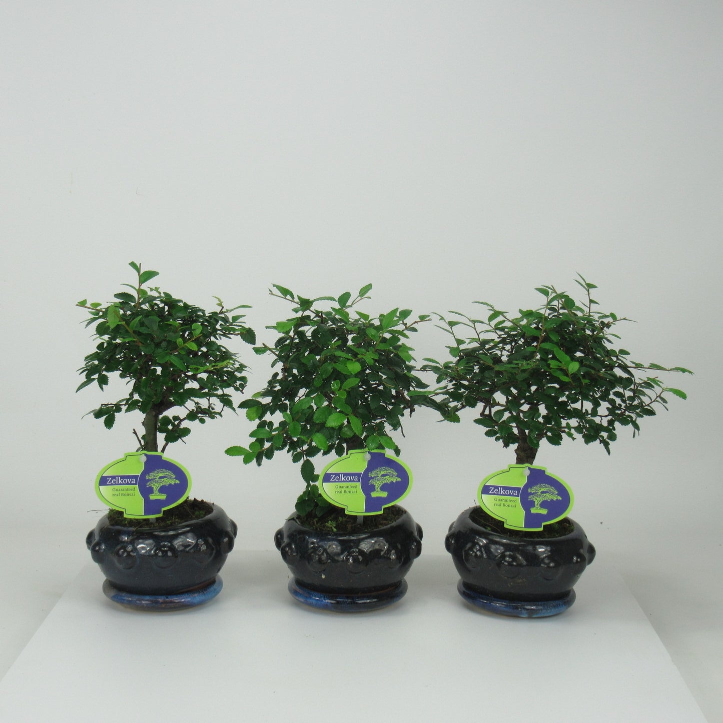Zelkova sp. Bonsai 25cm 13cm Pot