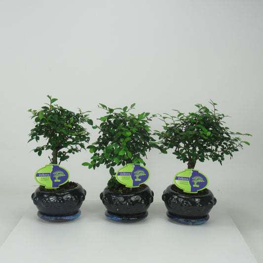 Zelkova sp. Bonsai 25cm 13cm Pot