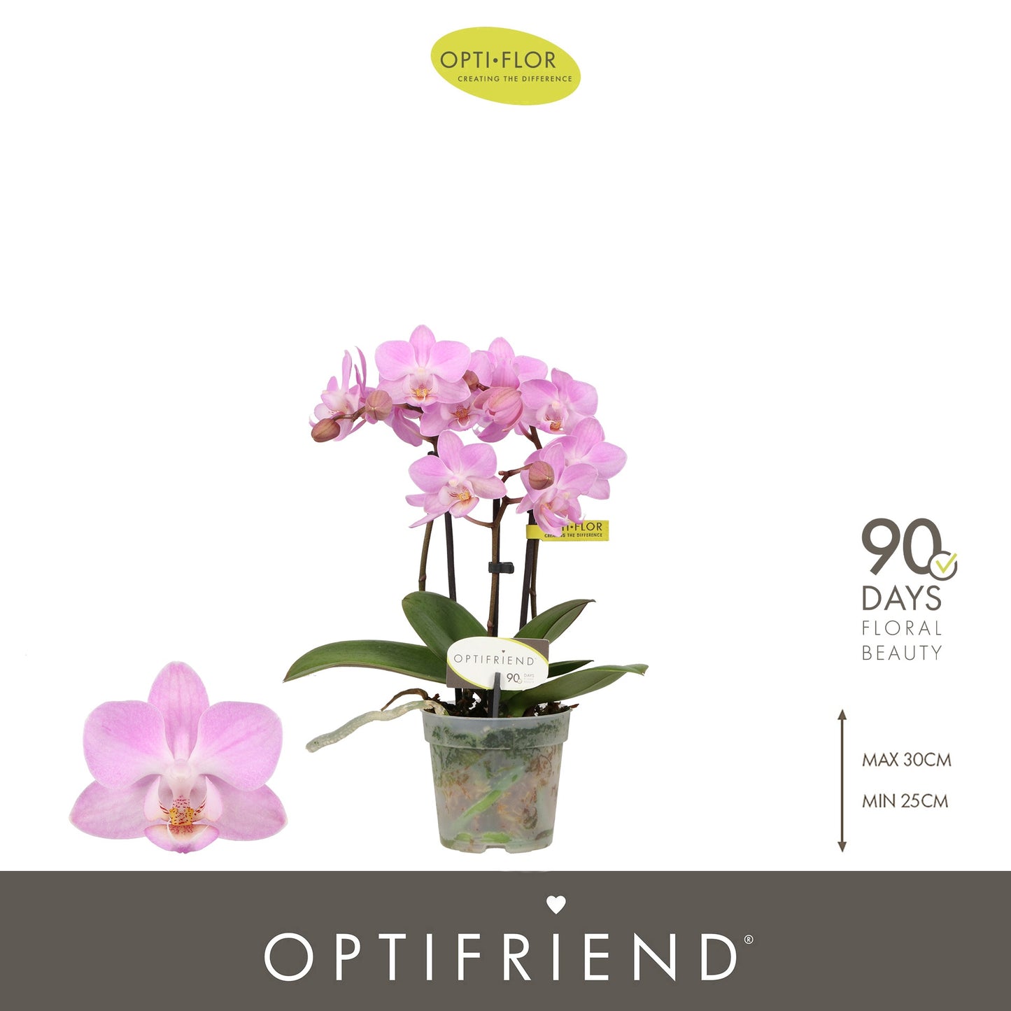 Opti-Flor Phalaenopsis Lieke Pack of 8