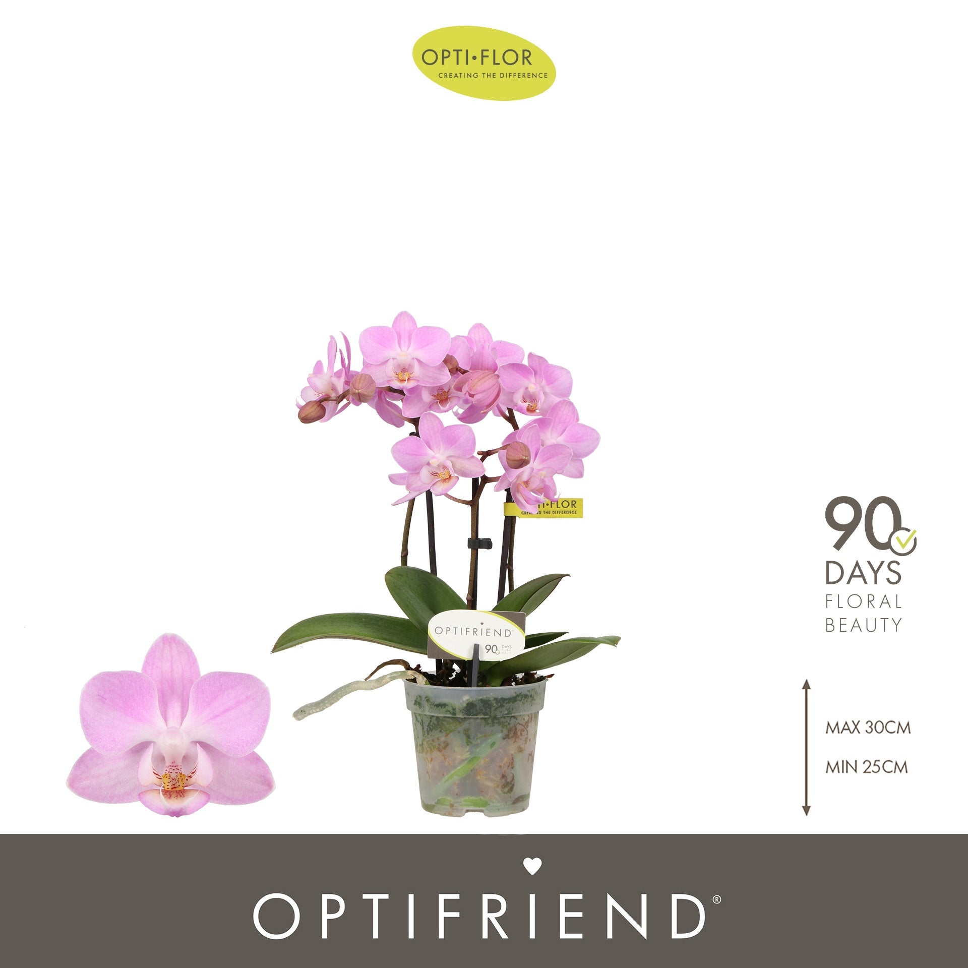 Opti-Flor Phalaenopsis Lieke Pack of 8