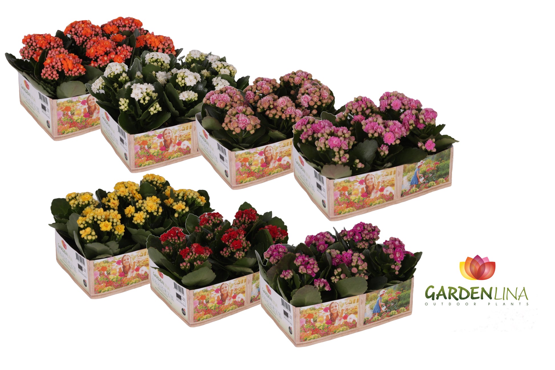 Kalanchoe double Gardenlina mix 12cm 6cm Pot