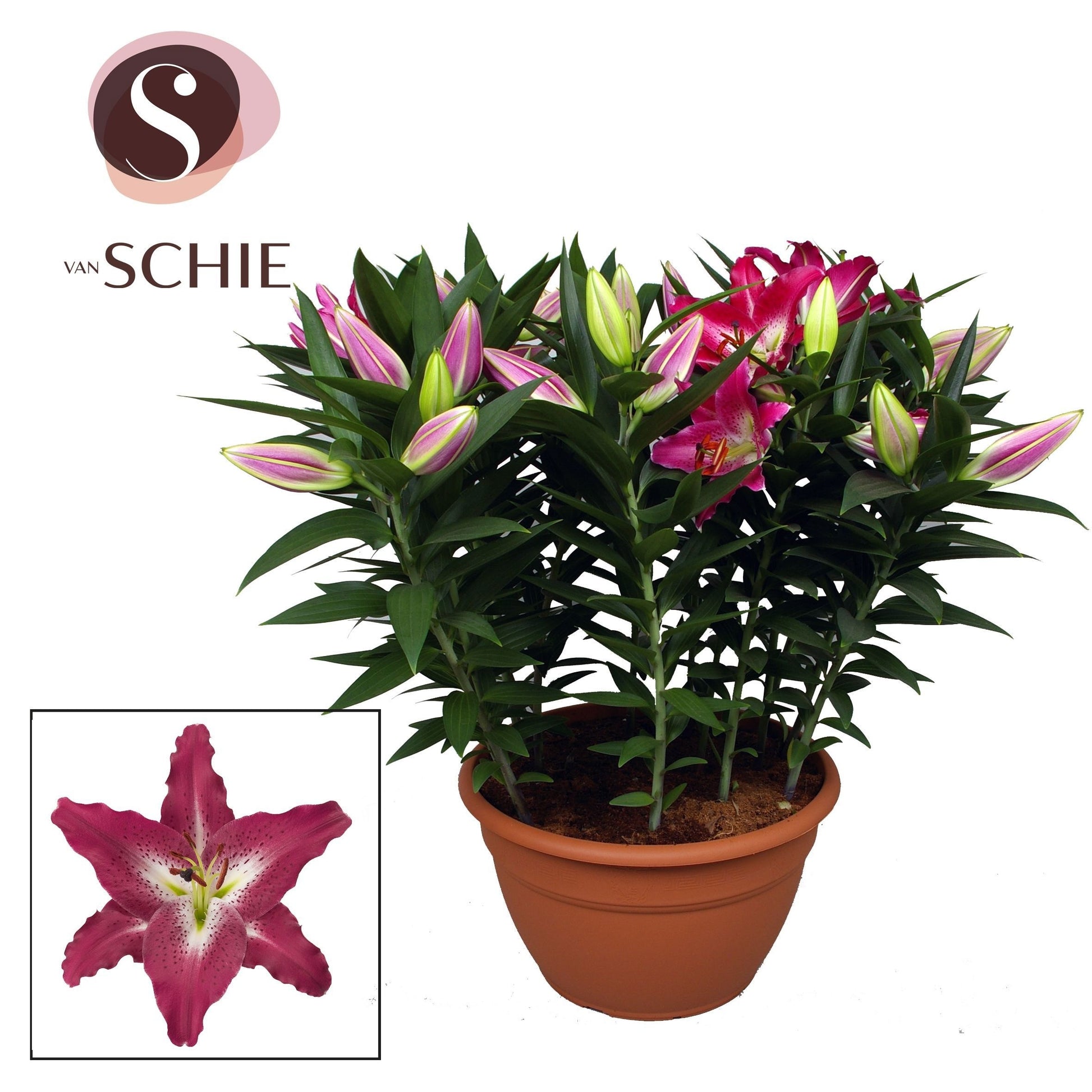 Lilium oriental Entertainer 70cm 35cm Pot