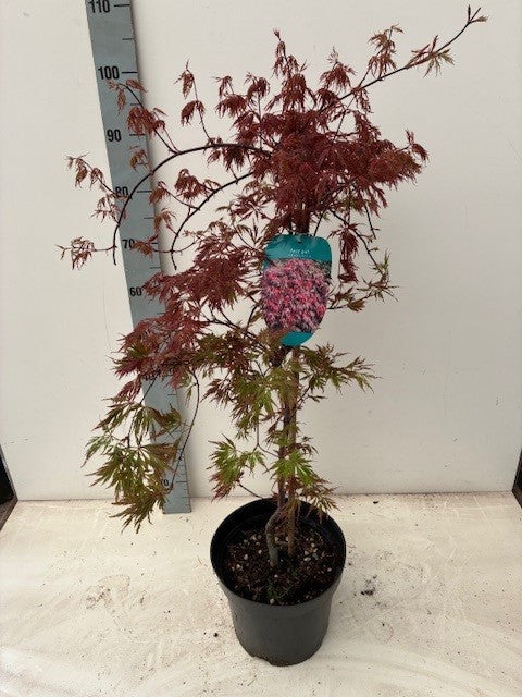 Acer palmatum 80cm 26cm Pot