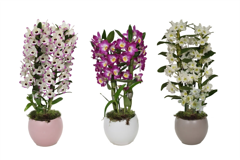 Dendrobium nob. Star Class 50cm 12cm Pot