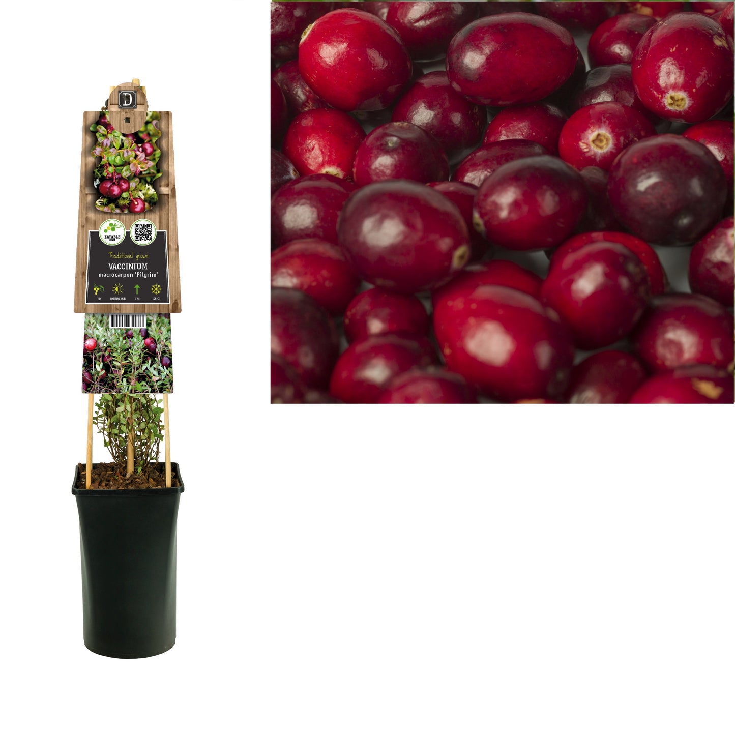 Vaccinium Pilgrim (Cranberry) 75cm 17cm Pot