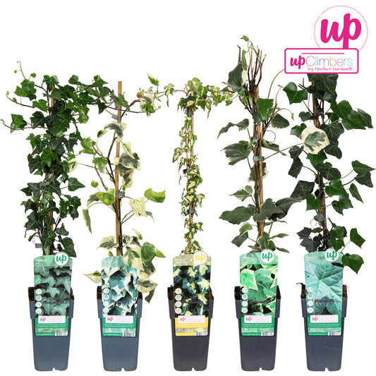 hedera-mix-tray-15cm-pot