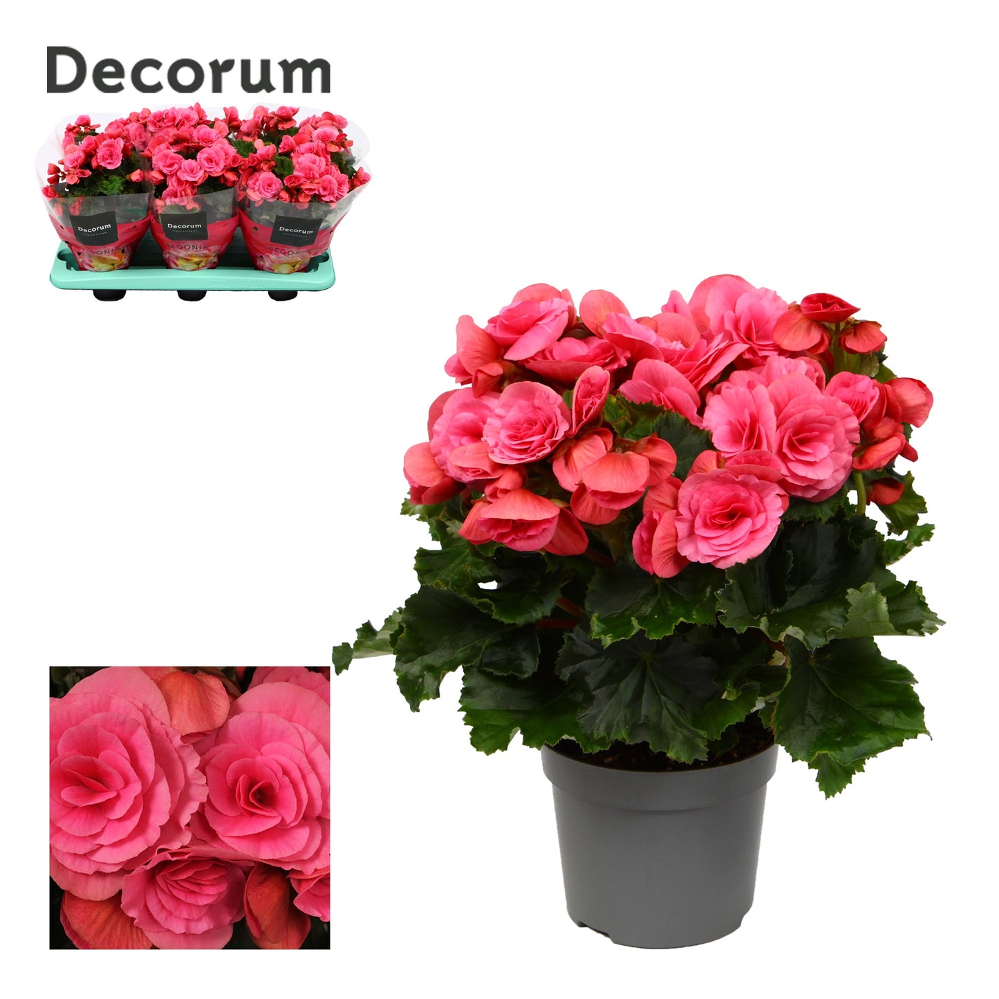 Begonia el. Berseba 32cm 13cm Pot