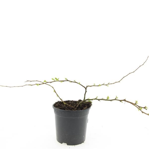 Chaenomeles sup. Texas Scarlet 10cm 14cm Pot