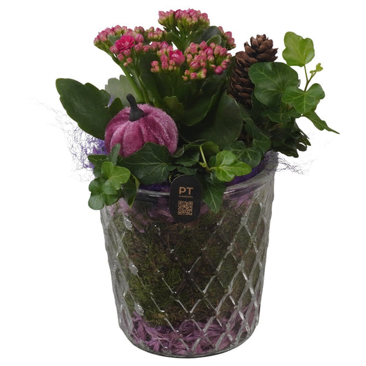 Indoor arrangement 20cm 12cm Pot