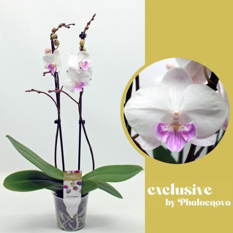 Phalaenopsis white 60cm 12cm Pot