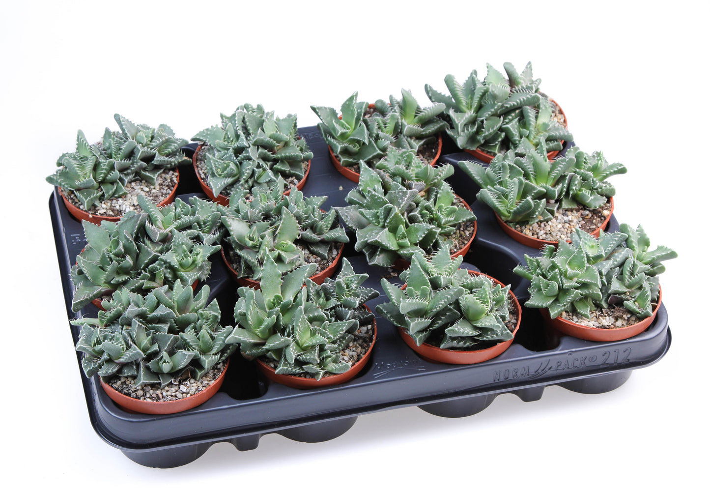 Euro Cactus Holland Bv Faucaria tigrina Pack of 12