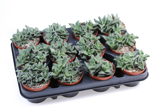 Euro Cactus Holland Bv Faucaria tigrina Pack of 12