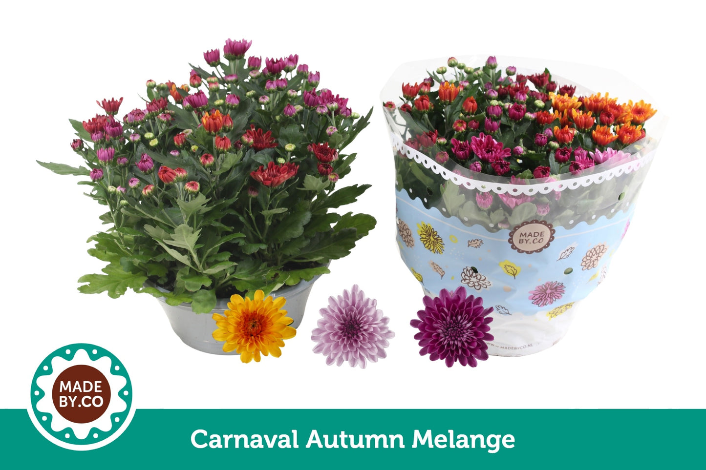 Chrysanthemum Mount Aubisque carnaval 27cm 23cm Pot