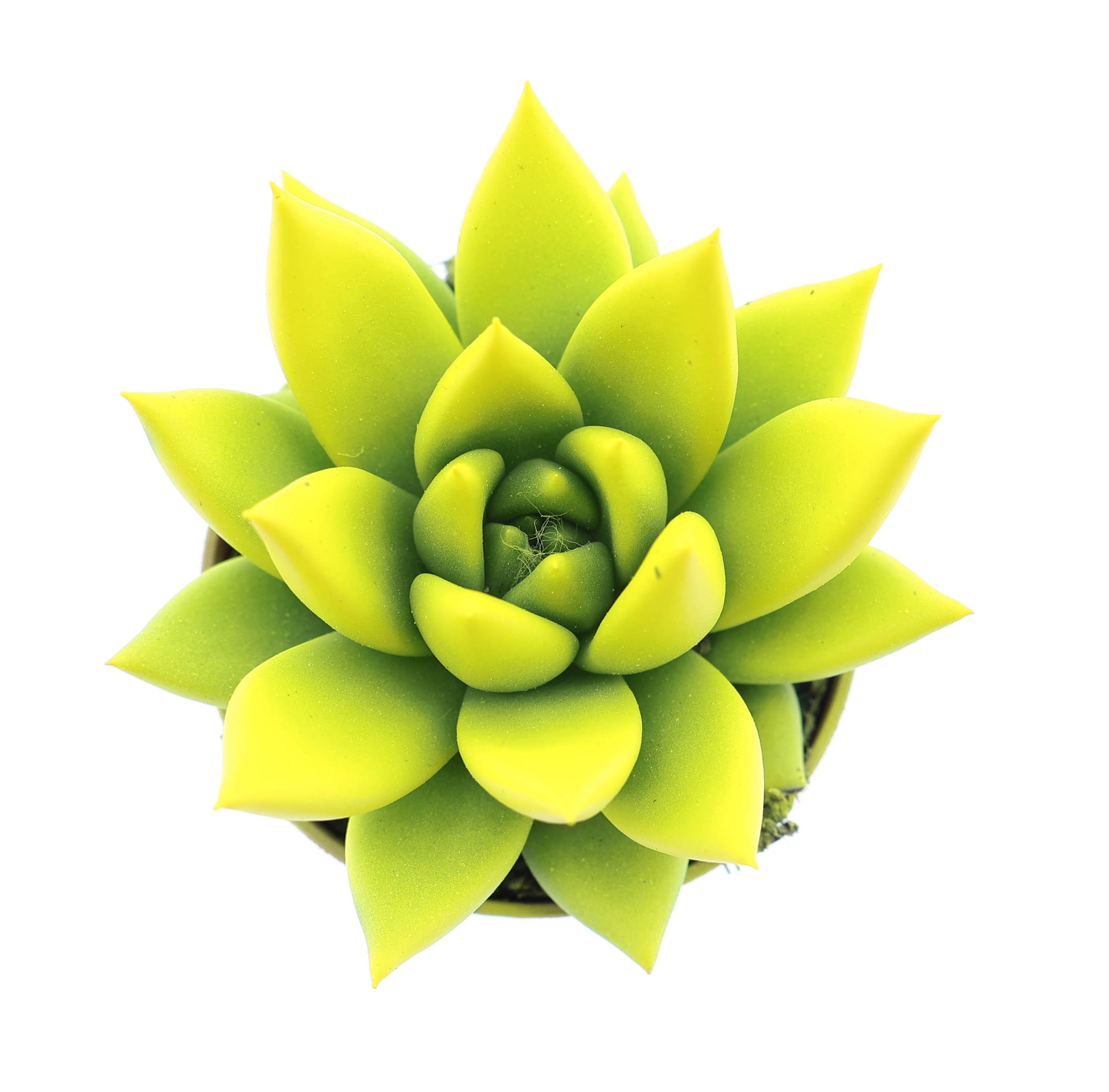 Rainbow yellow 8cm 505cm Pot