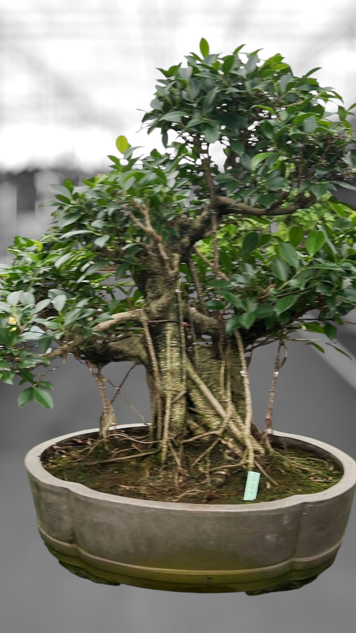 Bonsai Mix 80cm 49cm Pot