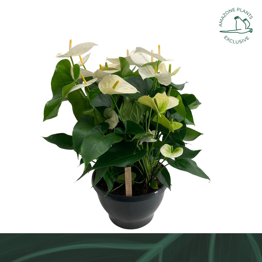 Amazoneplants BV Anthurium Samora Pack of 1