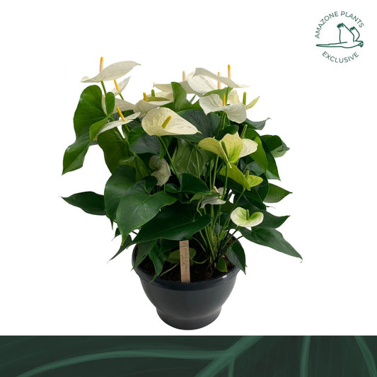 Amazoneplants BV Anthurium Samora Pack of 1