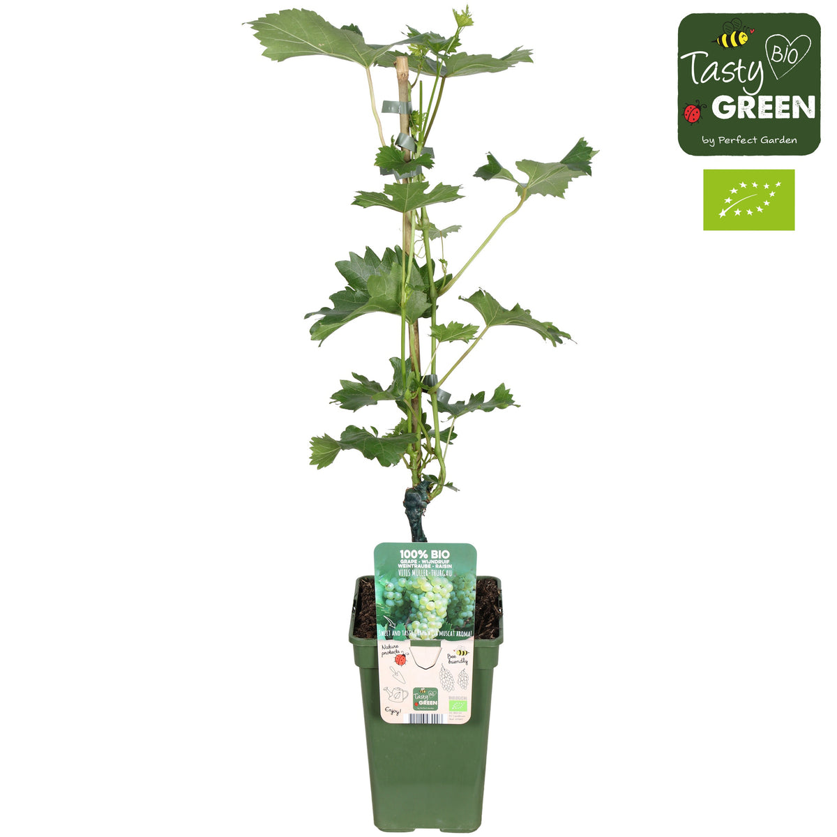 Vitis Attika (Grape) 50cm 19cm Pot