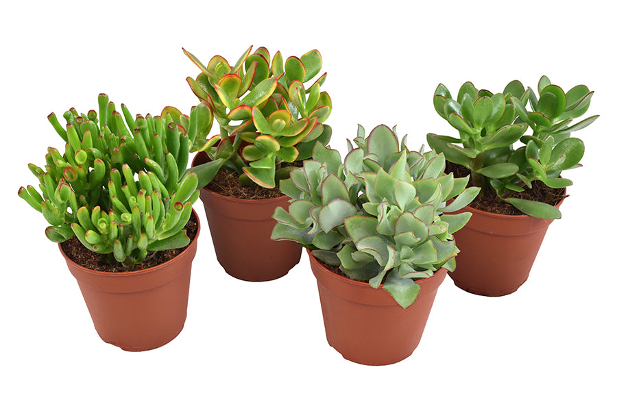 Amigo Plant VOF Crassula mix Pack of 10