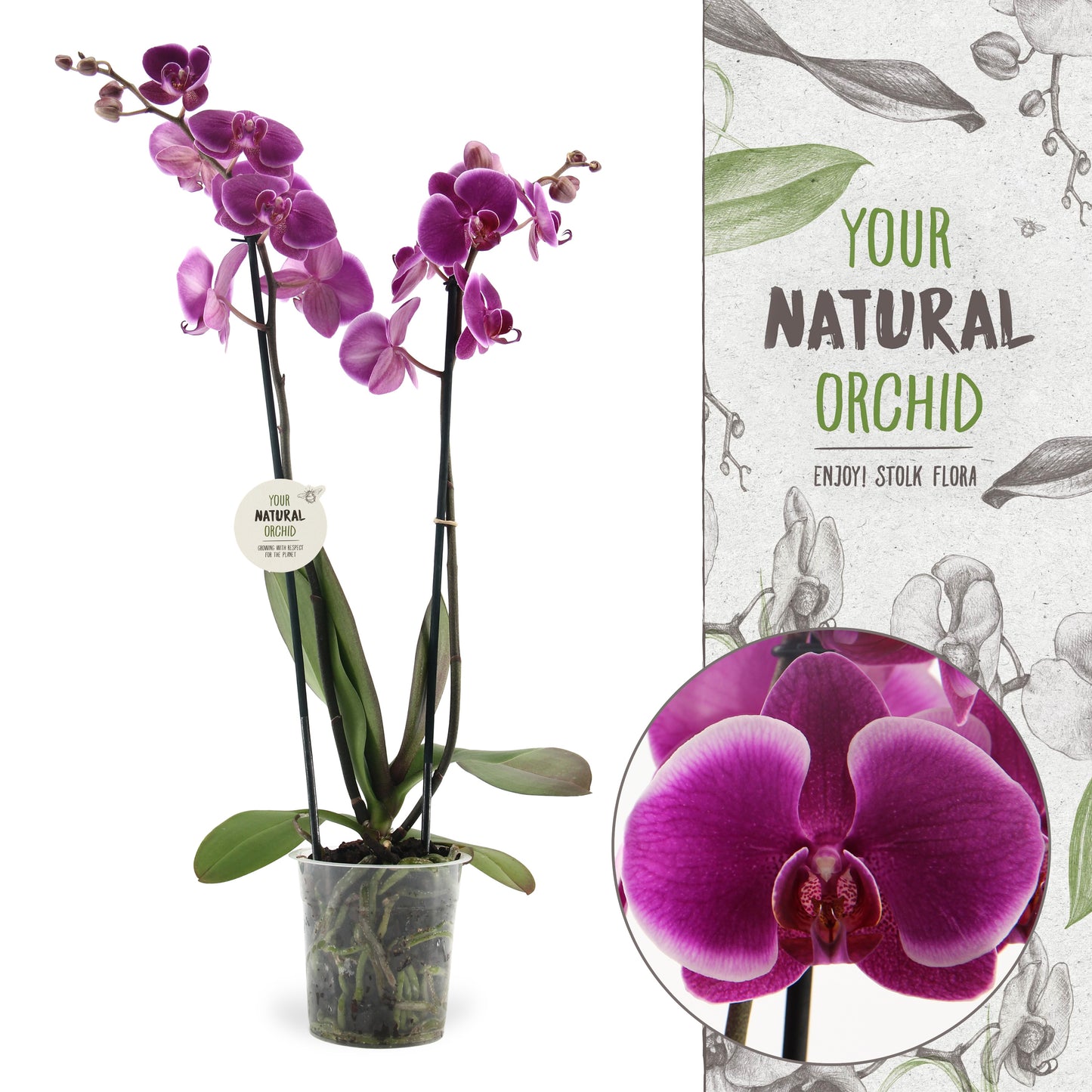 Phalaenopsis Durban 60cm 12cm Pot