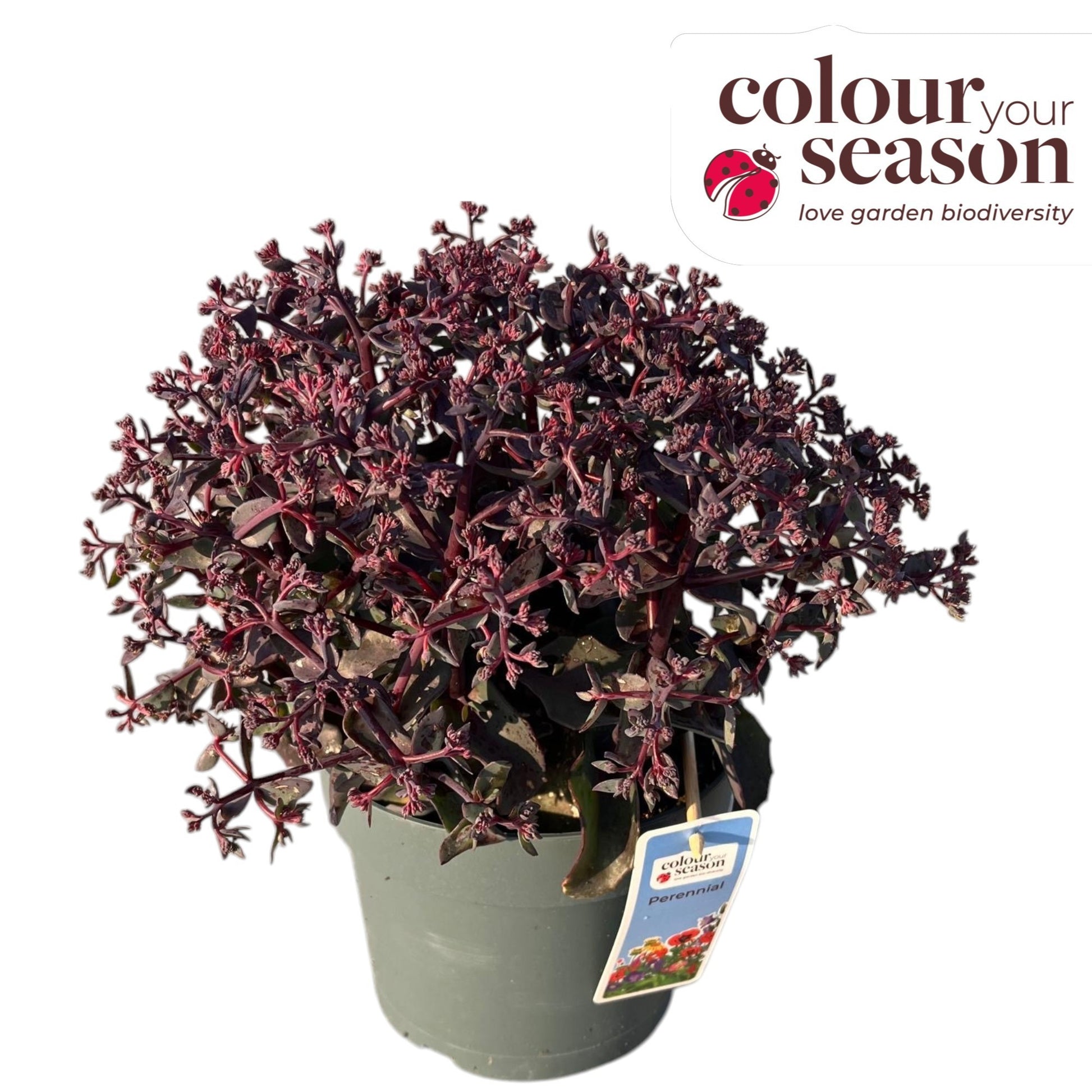 Roest, Mts. Sedum album mix Pack of 17