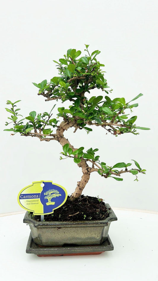 Carmona Bonsai 30cm 15cm Pot