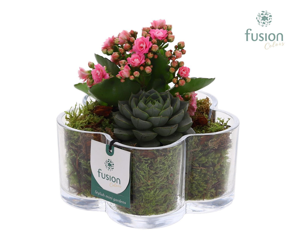 Glas Bloemschaalmet Arrangement 2pp 15cm 17cm Pot