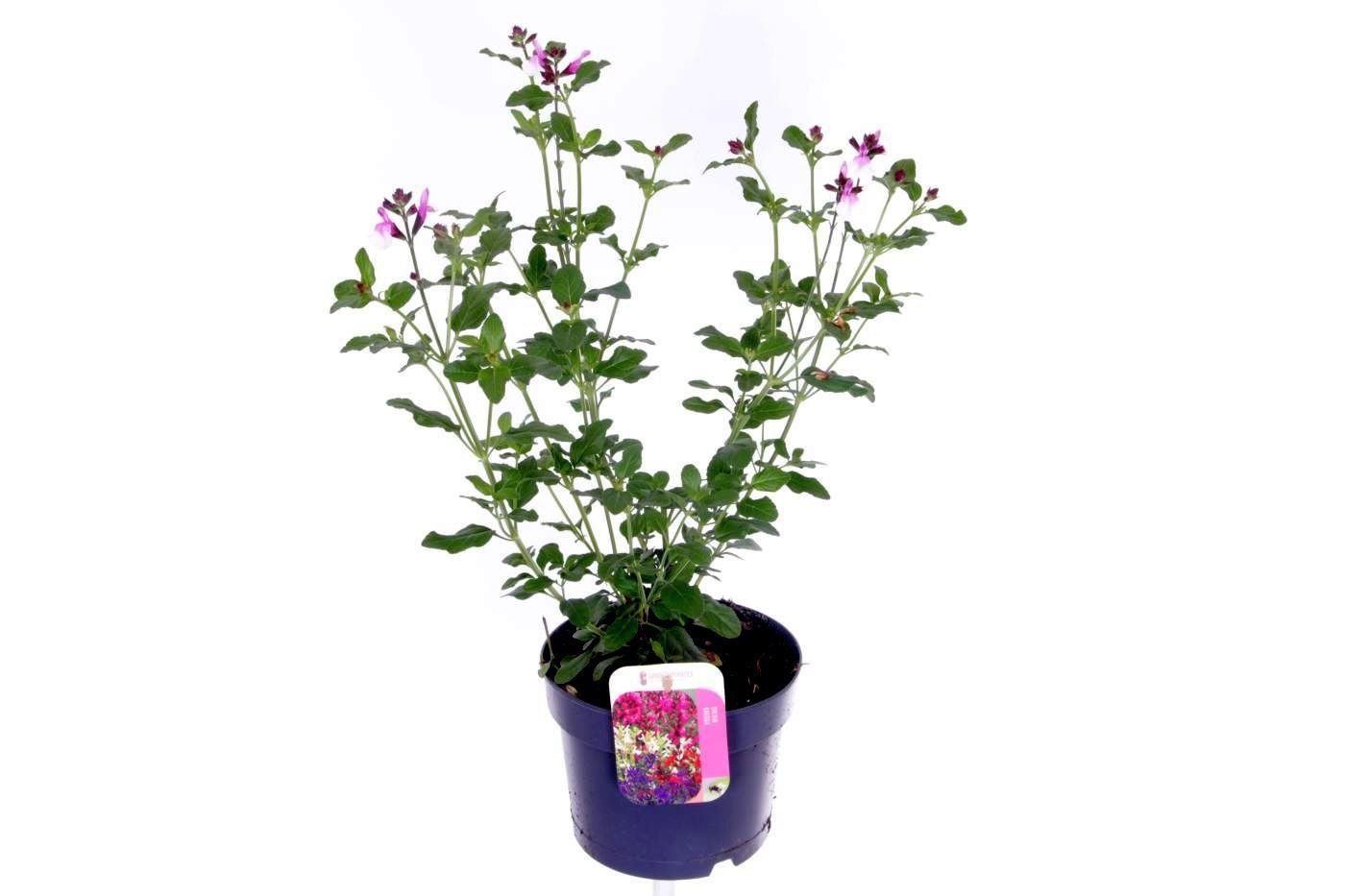 Salvia mic. Pink Lips 50cm 17cm Pot