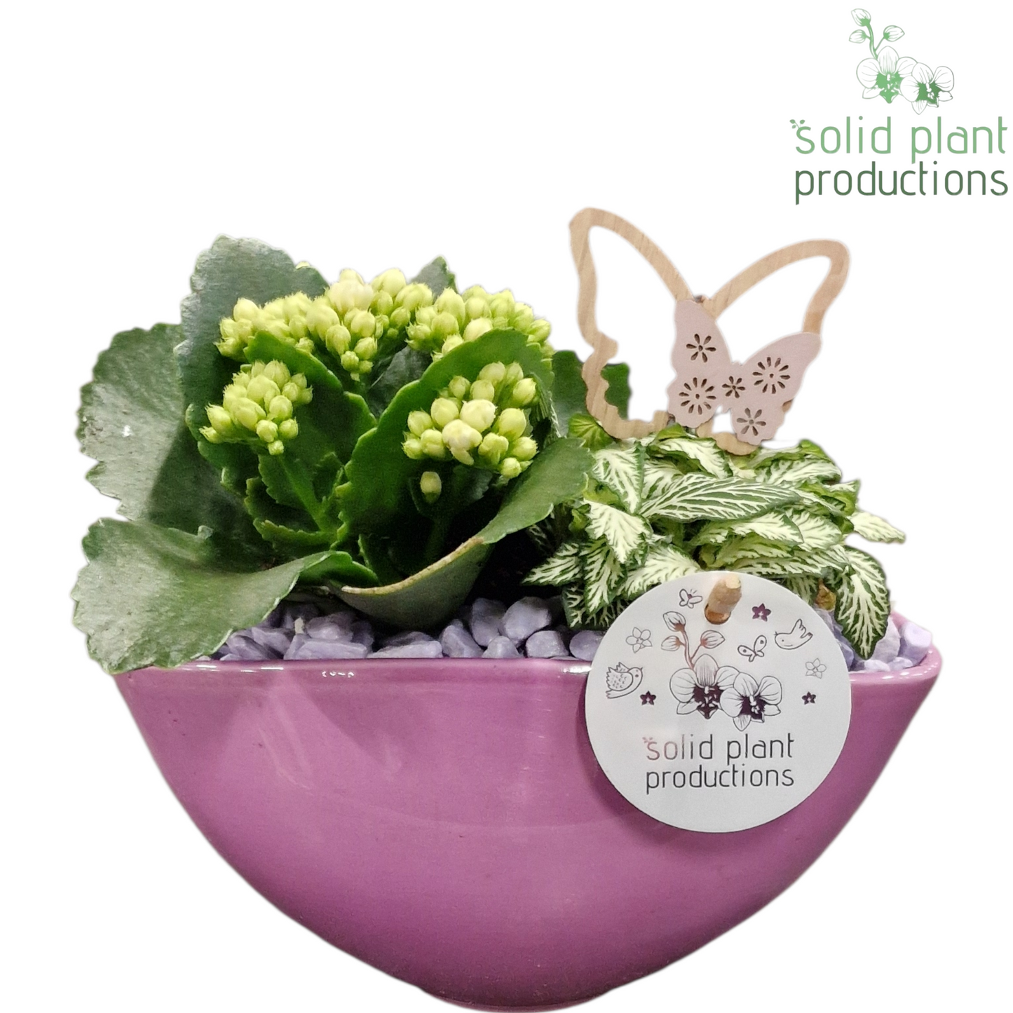 Solid Plant Productions KF006 Katty Lila Pack of 4