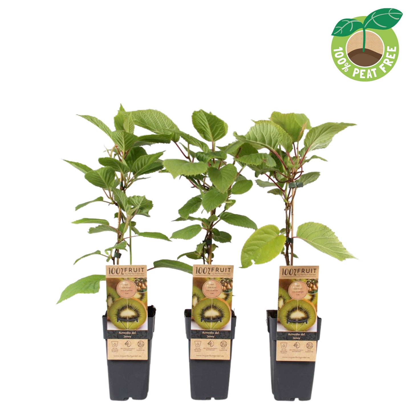 Streng Growers B.V. Actinidia deliciosa Jenny (Hardy Kiwi) Pack of 10