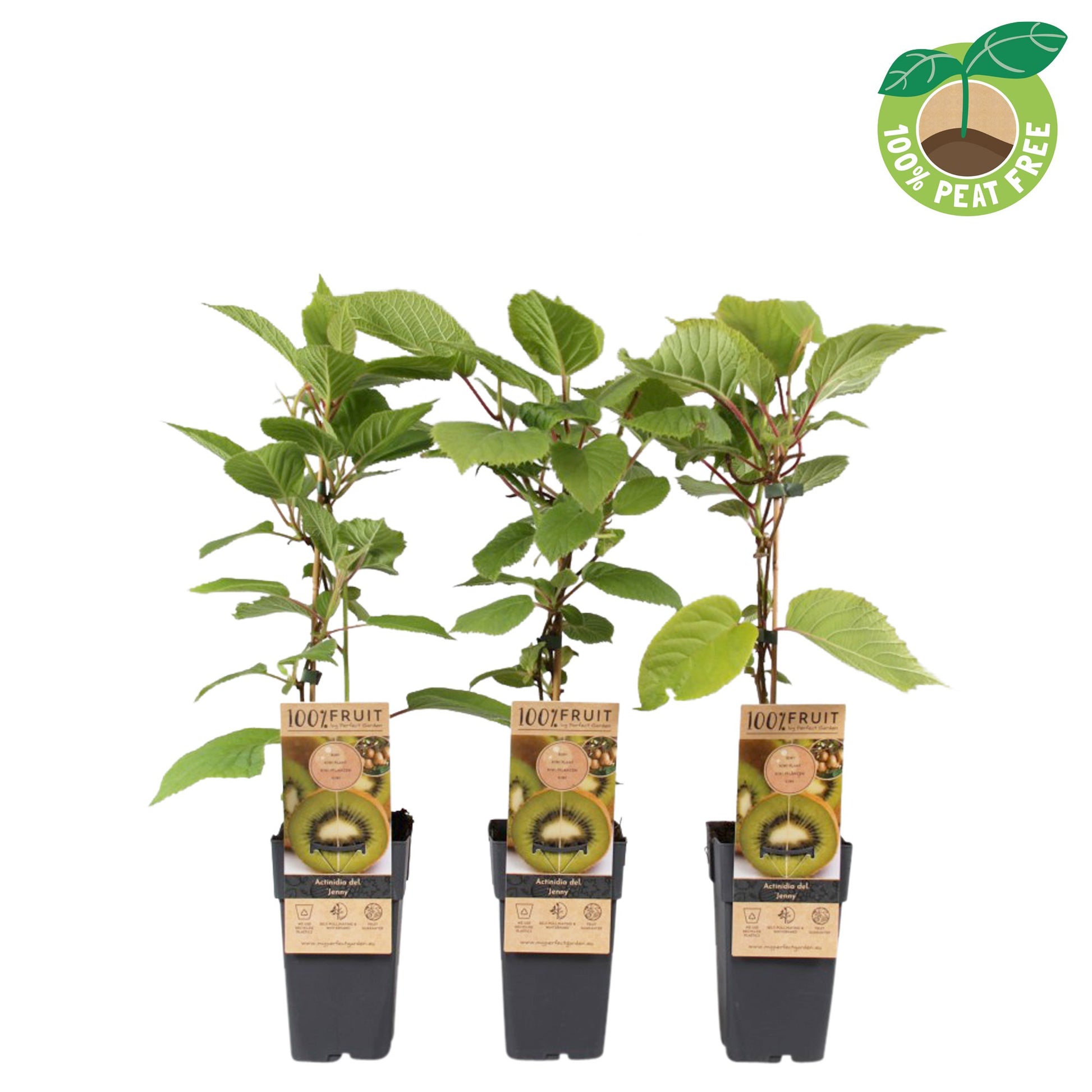 Streng Growers B.V. Actinidia deliciosa Jenny (Hardy Kiwi) Pack of 10