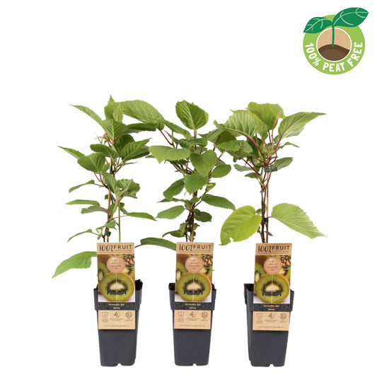 Streng Growers B.V. Actinidia deliciosa Jenny (Hardy Kiwi) Pack of 10