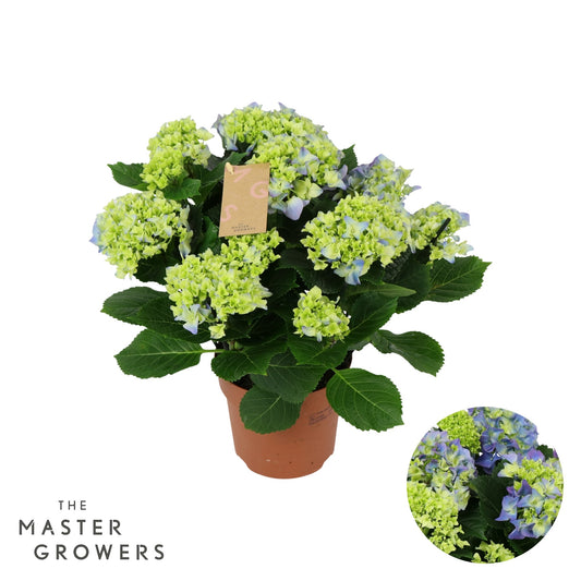 Hydrangea macr. blue 40cm 14cm Pot
