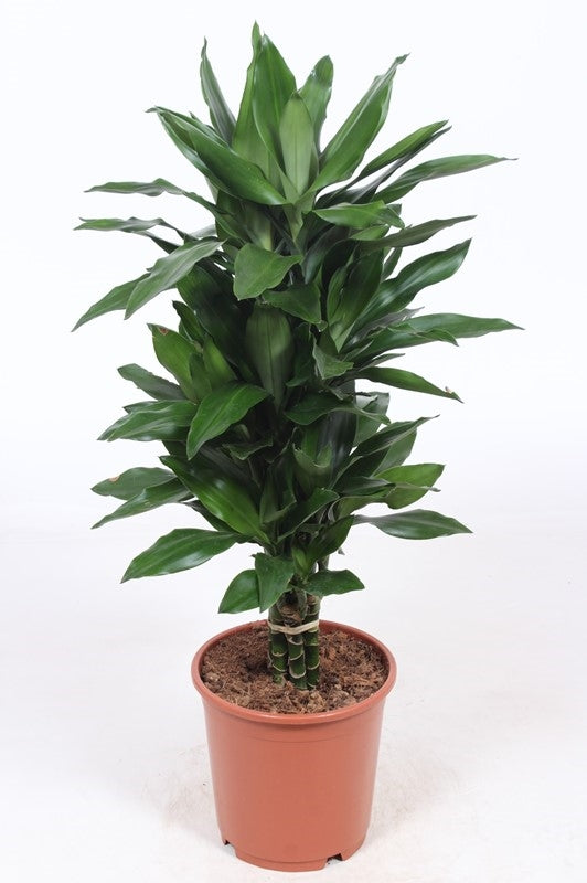 Dracaena frag. Janet Lind 100cm 24cm Pot