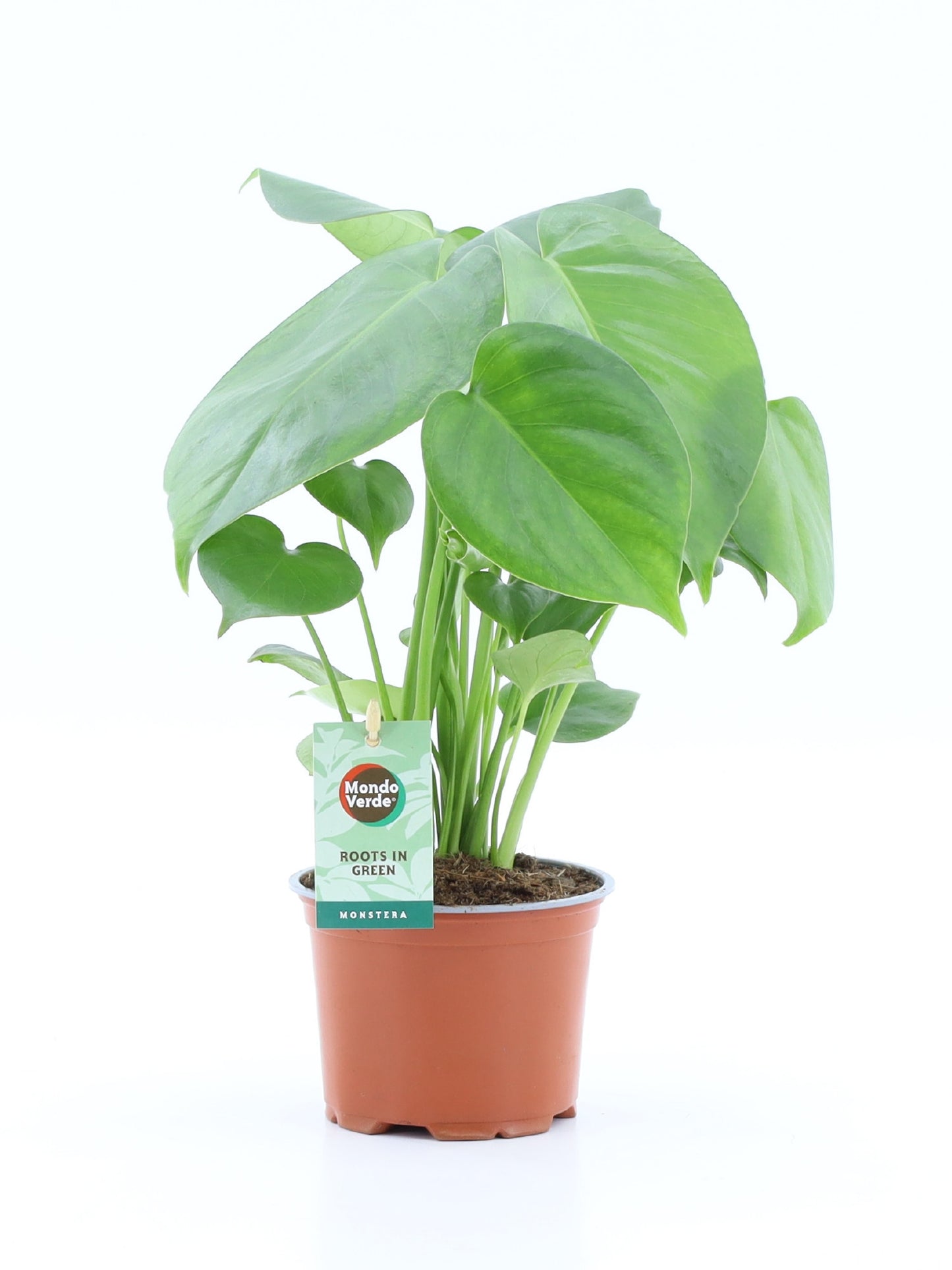Mondo Verde (Bakker) Monstera deliciosa Pack of 10