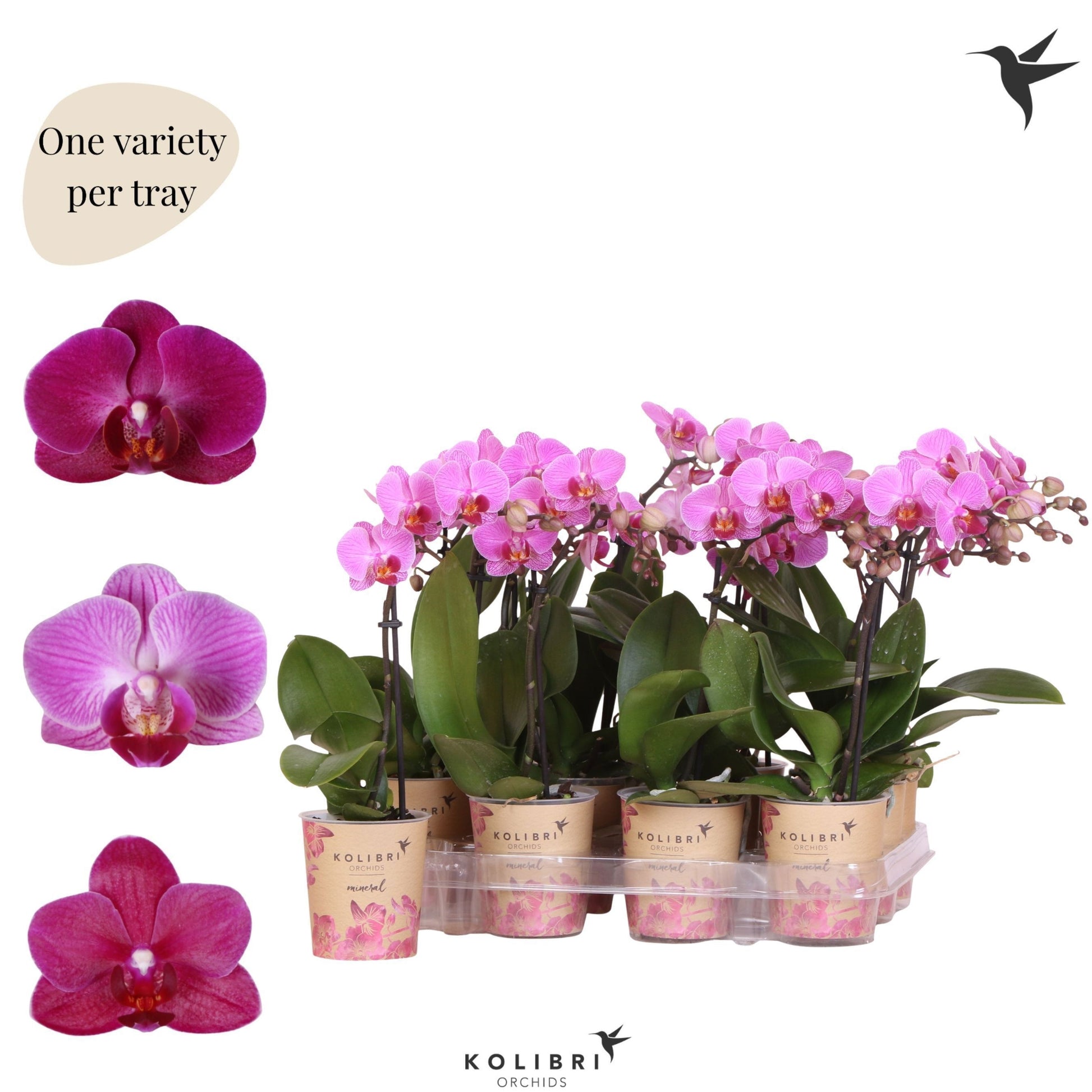 Phalaenopsis Purple 40cm 9cm Pot