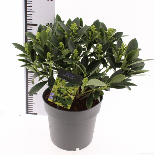 Skimmia japonica Finchy 30cm 23cm Pot