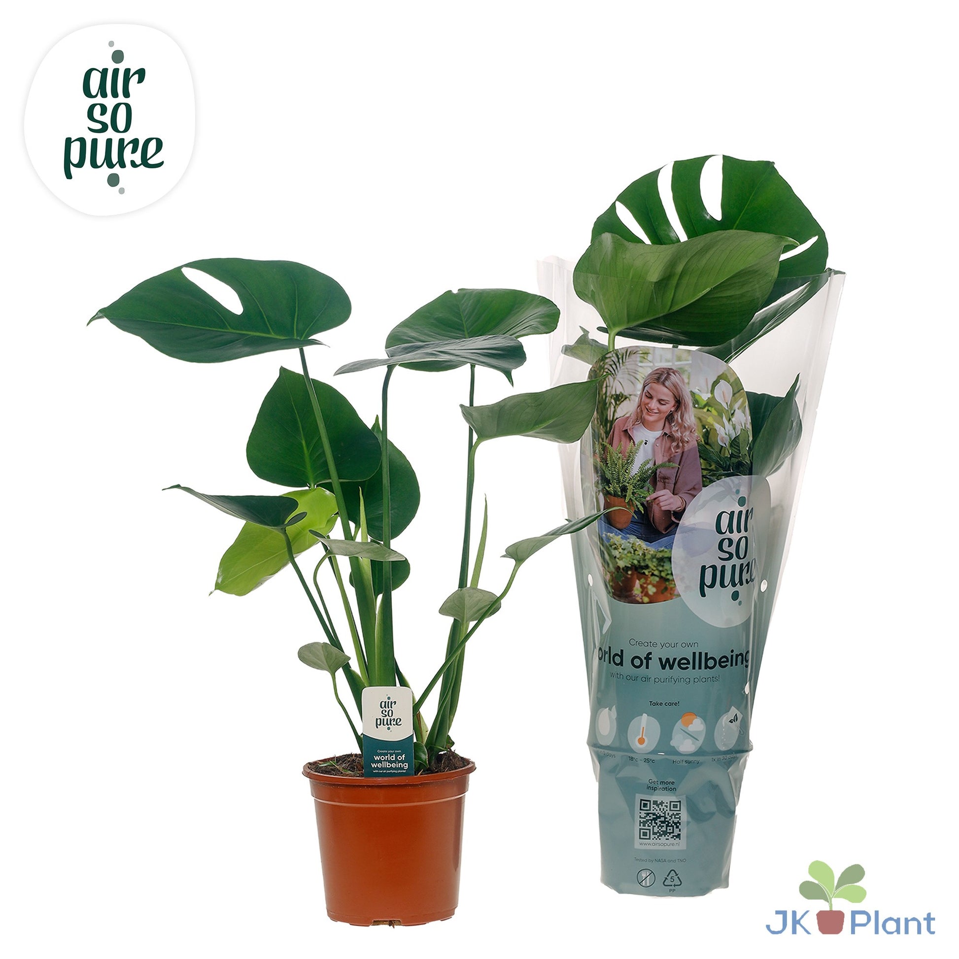 Monstera deliciosa 45cm 14cm Pot