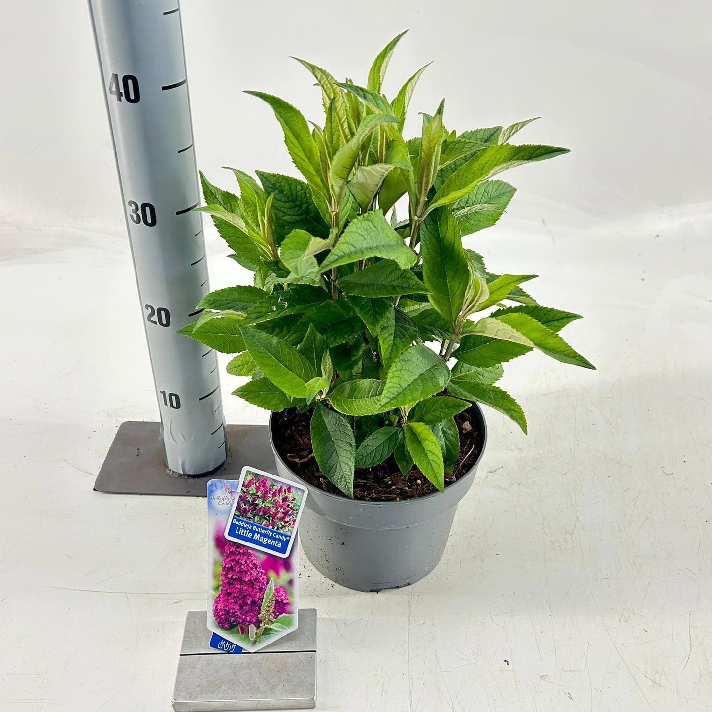 Buddleja Butterfly Candy mix 40cm 19cm Pot