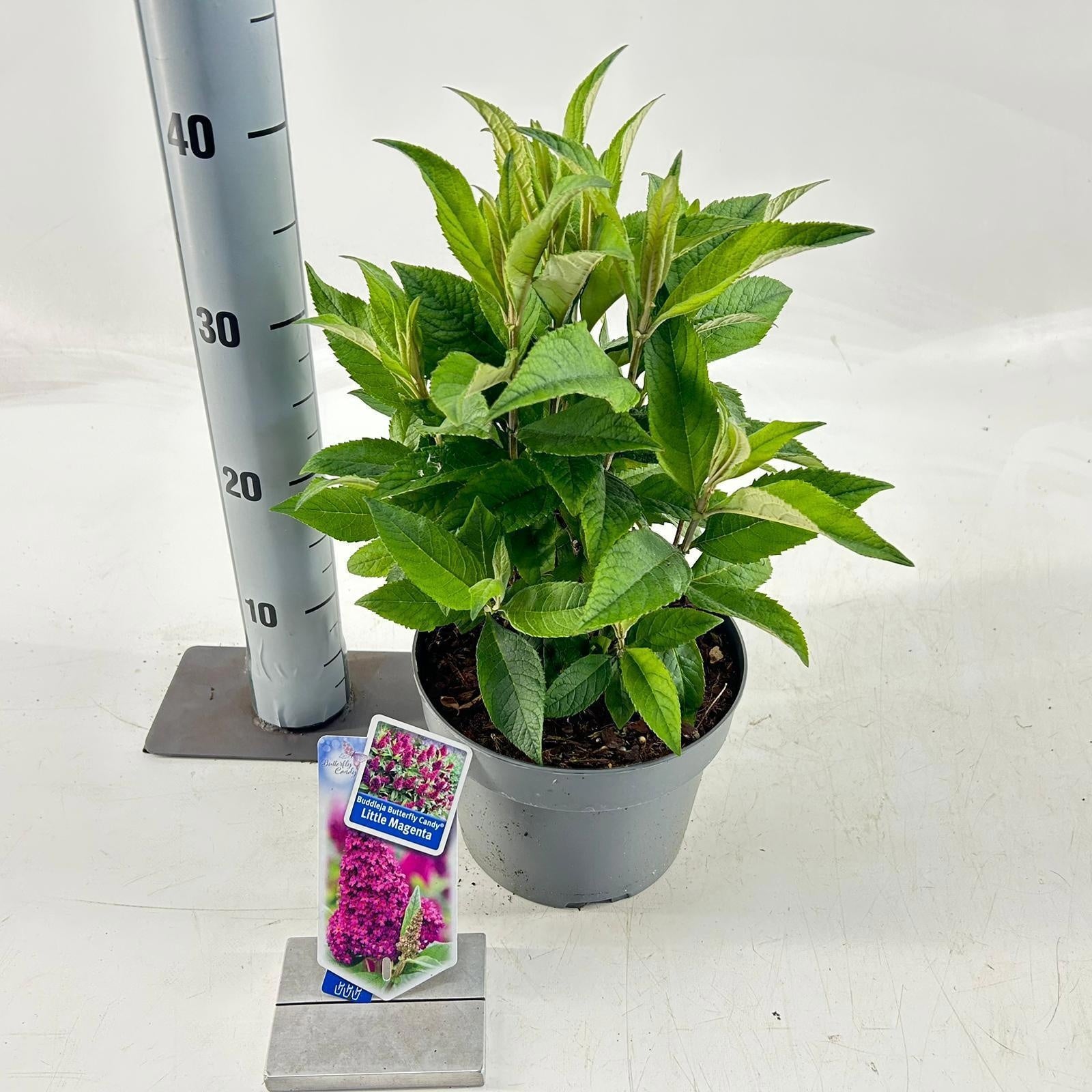 Buddleja Butterfly Candy mix 40cm 19cm Pot
