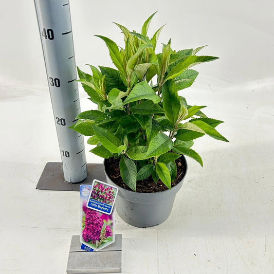 Buddleja Butterfly Candy mix 40cm 19cm Pot