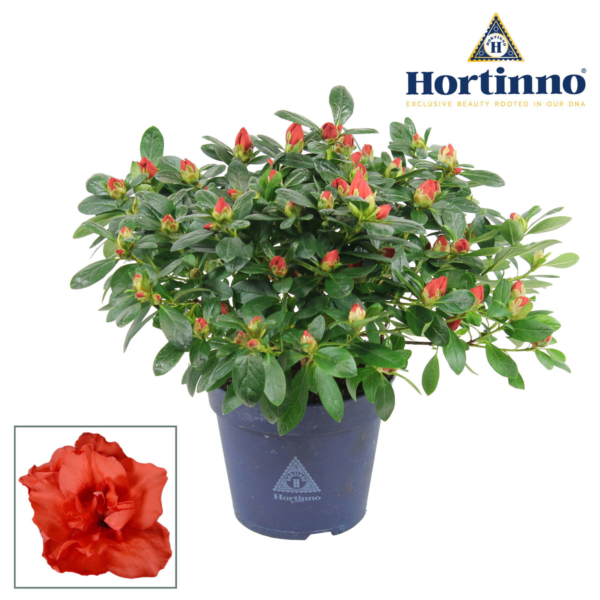 Rhododendron Hortinno Christine Siena 25cm 13cm Pot